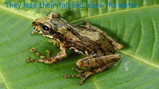They lose their tail and leave the water