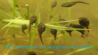 Baby amphibians live and grow in the water.