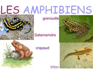 LES AMPHIBIENS
        grenouille



     Salamamdre


     crapaud




               triton
 