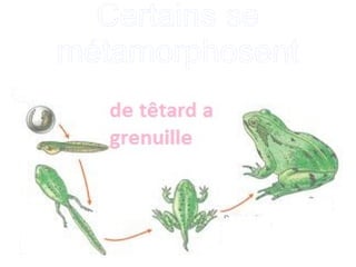 Certains se
métamorphosent