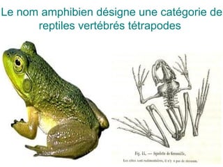 Le nom amphibien désigne une catégorie de
reptiles vertébrés tétrapodes