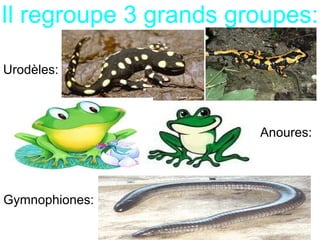 Il regroupe 3 grands groupes:
Urodèles:
Anoures:
Gymnophiones:
