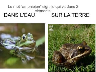 Le mot “amphibien” signifie qui vit dans 2
éléments:
DANS L'EAU SUR LA TERRE
