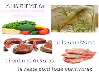 ALIMENTATION
Les têtards sont d'abord
végétariens
puis omnivores
et enfin carnivores
le reste sont tous carnivores