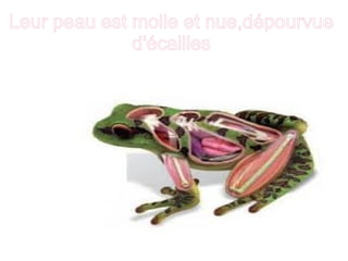 Leur peau est molle et nue,dépourvue
d'écailles