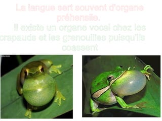 La langue sert souvent d'organe
préhensile.
Il existe un organe vocal chez les
crapauds et les grenouilles puisqu'ils
coassent