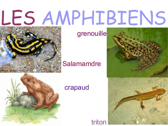 Resultado de imagen para les amphibiens