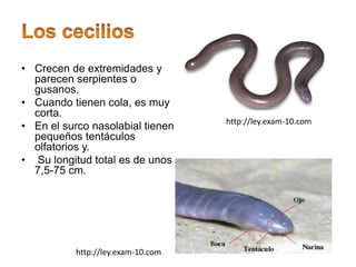 • Crecen de extremidades y
parecen serpientes o
gusanos.
• Cuando tienen cola, es muy
corta.
• En el surco nasolabial tienen
pequeños tentáculos
olfatorios y.
• Su longitud total es de unos
7,5-75 cm.
http://ley.exam-10.com
http://ley.exam-10.com
 