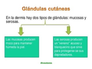 Alveolares
 
