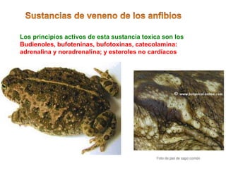 Los principios activos de esta sustancia toxica son los
Budienoles, bufoteninas, bufotoxinas, catecolamina:
adrenalina y noradrenalina; y esteroles no cardíacos
 