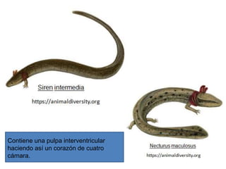 Contiene una pulpa interventricular
haciendo así un corazón de cuatro
cámara.
 