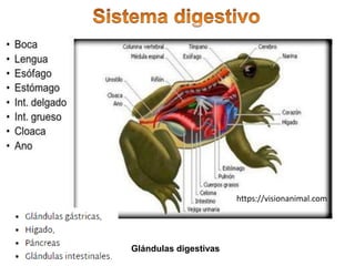 Glándulas digestivas
https://visionanimal.com
 