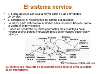 • El bulbo raquídeo controla la mayor parte de las actividades
corporales
• El cerebelo es el responsable del control del equilibrio
• La mayor parte del cerebro se dedica a las funciones básicas, como
la visión, el oído y el olfato
• Posee un desarrollo de redes neuronales mas complejas en la
medula espinal para la inervación de las extremidades pectorales y
pélvicas.
Se observa una respuesta de abstinencia en los anfibios como resultado
de un traumatismo.
http://acidounplacer.blogspot.com
 
