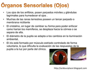 • Los ojos de los anfibios, posen parpados móviles y glándulas
lagrimales para humedecer el ojos .
• Muchas de las ranas terrestres poseen un tercer parpado o
membrana nictitante
• El cristalino, en lugar de cambiar su forma para poder enfocar
como harían los mamíferos, se desplaza hacia la córnea o se
separa de ella.
• El diámetro de la pupila se adapta a los cambios en la iluminación
ambiental,
• El iris está formado por músculo estriado controlado de forma
voluntaria, lo que dificulta la evaluación de las respuestas de la
pupila a la luz por parte del clínico.
http://acidounplacer.blogspot.com
 