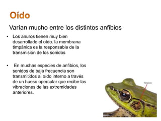 • Los anuros tienen muy bien
desarrollado el oído. la membrana
timpánica es la responsable de la
transmisión de los sonidos
• En muchas especies de anfibios, los
sonidos de baja frecuencia son
transmitidos al oído interno a través
de un hueso opercular que recibe las
vibraciones de las extremidades
anteriores.
Varían mucho entre los distintos anfibios
 