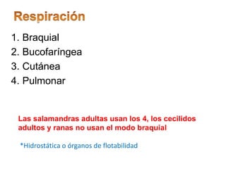1. Braquial
2. Bucofaríngea
3. Cutánea
4. Pulmonar
Las salamandras adultas usan los 4, los cecilidos
adultos y ranas no usan el modo braquial
*Hidrostática o órganos de flotabilidad
 