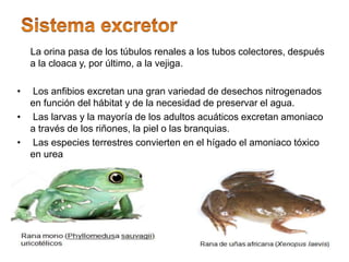 La orina pasa de los túbulos renales a los tubos colectores, después
a la cloaca y, por último, a la vejiga.
• Los anfibios excretan una gran variedad de desechos nitrogenados
en función del hábitat y de la necesidad de preservar el agua.
• Las larvas y la mayoría de los adultos acuáticos excretan amoniaco
a través de los riñones, la piel o las branquias.
• Las especies terrestres convierten en el hígado el amoniaco tóxico
en urea
 