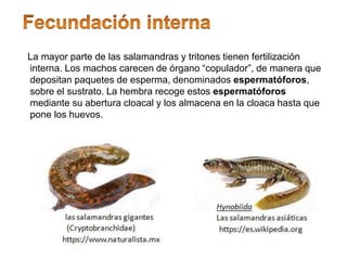 La mayor parte de las salamandras y tritones tienen fertilización
interna. Los machos carecen de órgano “copulador”, de manera que
depositan paquetes de esperma, denominados espermatóforos,
sobre el sustrato. La hembra recoge estos espermatóforos
mediante su abertura cloacal y los almacena en la cloaca hasta que
pone los huevos.
 