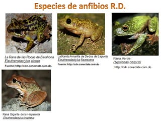  Hypsib
oas
Heilpri
n
 