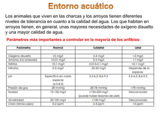 Los animales que viven en las charcas y los arroyos tienen diferentes
niveles de tolerancia en cuanto a la calidad del agua. Los que habitan en
arroyos tienen, en general, unas mayores necesidades de oxígeno disuelto
y una mayor calidad de agua.
Parámetros más importantes a controlar en la mayoría de los anfibios:
 