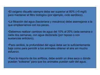 •El oxígeno disuelto siempre debe ser superior al 80% (>5 mg/l)
para mantener el filtro biológico (por ejemplo, ciclo aeróbico).
•La filtración del agua (bacteriana y mecánica) debe asemejarse a la
que emplearíamos con los peces.
•Debemos realizar cambios de agua del 10% al 20% cada semana o
cada dos semanas, con agua declorada (por reposo o con
sustancias anticloro).
•Para cecilios, la profundidad del agua debe ser lo suficientemente
baja como para permitir a los animales obtener el aire sin mucho
esfuerzo.
•Para la mayoría de los anfibios, debe existir un área seca o dónde
puedan “solearse” para que los animales puedan salir del agua.
 