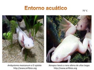 75° C
Xenopus laevis o rana albina de uñas largas
http://www.anfibios.org
Ambystoma mexicanum o El ajolote
http://www.anfibios.org
 