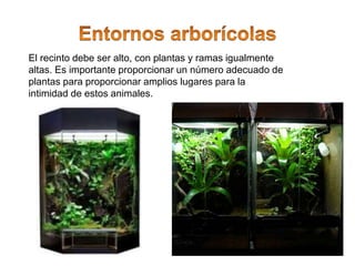 El recinto debe ser alto, con plantas y ramas igualmente
altas. Es importante proporcionar un número adecuado de
plantas para proporcionar amplios lugares para la
intimidad de estos animales.
 