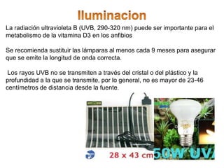 La radiación ultravioleta B (UVB, 290-320 nm) puede ser importante para el
metabolismo de la vitamina D3 en los anfibios
Se recomienda sustituir las lámparas al menos cada 9 meses para asegurar
que se emite la longitud de onda correcta.
Los rayos UVB no se transmiten a través del cristal o del plástico y la
profundidad a la que se transmite, por lo general, no es mayor de 23-46
centímetros de distancia desde la fuente.
 