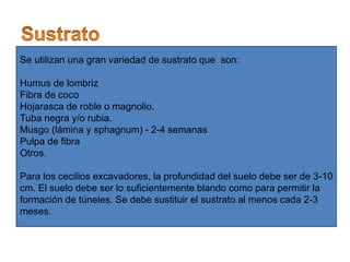 Se utilizan una gran variedad de sustrato que son:
Humus de lombriz
Fibra de coco
Hojarasca de roble o magnolio.
Tuba negra y/o rubia.
Musgo (lámina y sphagnum) - 2-4 semanas
Pulpa de fibra
Otros.
Para los cecilios excavadores, la profundidad del suelo debe ser de 3-10
cm. El suelo debe ser lo suficientemente blando como para permitir la
formación de túneles. Se debe sustituir el sustrato al menos cada 2-3
meses.
 