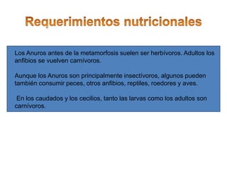 Los Anuros antes de la metamorfosis suelen ser herbívoros. Adultos los
anfibios se vuelven carnívoros.
Aunque los Anuros son principalmente insectívoros, algunos pueden
también consumir peces, otros anfibios, reptiles, roedores y aves.
En los caudados y los cecilios, tanto las larvas como los adultos son
carnívoros.
 