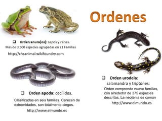  Orden urodela:
salamandra y triptones.
 Orden apoda: cecílidos.
http://chsanimal.wikifoundry.com
http://www.elmundo.es
http://www.elmundo.es
Mas de 3.500 especies agrupadas en 21 Familias
Orden comprende nueve familias,
con alrededor de 375 especies
descritas. La neotenia es común
Clasificadas en seis familias. Carecen de
extremidades, son totalmente ciegos.
 