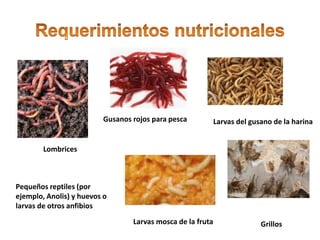 Pequeños reptiles (por
ejemplo, Anolis) y huevos o
larvas de otros anfibios
Lombrices
Gusanos rojos para pesca Larvas del gusano de la harina
GrillosLarvas mosca de la fruta
 
