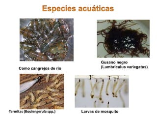 Gusano negro
(Lumbriculus variegatus)
Larvas de mosquito
Como cangrejos de río
Termitas (Boulengerula spp.)
 