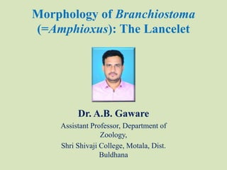 Morphology of Branchiostoma
(=Amphioxus): The Lancelet
Dr. A.B. Gaware
Assistant Professor, Department of
Zoology,
Shri Shivaji College, Motala, Dist.
Buldhana
 