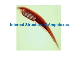 amphioxus | PPTX