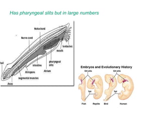 Has pharyngeal slits but in large numbers
 