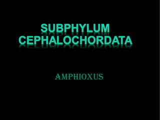 amphioxus
 