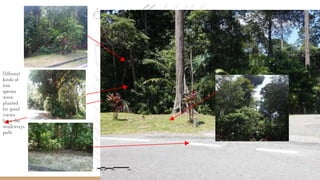 Different
kinds of
tree
species
were
planted
for good
views
from the
walkways
path
The tree trunk signifies the T-junction and
the way to Menara Sapu Tangan.
 