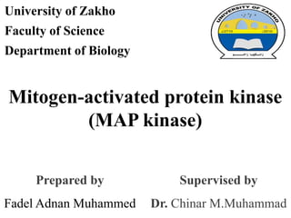 Mitogen-activated protein kinase
(MAP kinase)
Supervised by
Dr. Chinar M.Muhammad
Prepared by
Fadel Adnan Muhammed
University of Zakho
Faculty of Science
Department of Biology
 