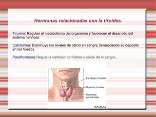 Hormonas relacionadas con la tiroides.

Tiroxina: Regulan el metabolismo del organismo y favorecen el desarrollo del
sistema nervioso.

Calcitonina: Disminuye los niveles de calcio en sangre, favoreciendo su deposito
en los huesos.

Parathormona: Regula la cantidad de fósforo y calcio de la sangre.
 