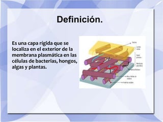Definición.

Es una capa rígida que se
localiza en el exterior de la
membrana plasmática en las
células de bacterias, hongos,
algas y plantas.
 