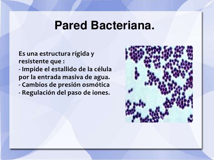 La Pared Celular