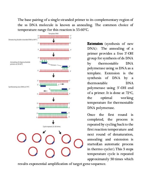 Amplification of gene using PCR