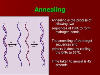 Amplificationtechniquesinmicrobiology 090609205257-phpapp02 | PPT