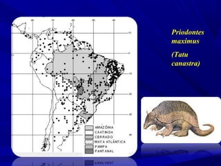 Priodontes
maximus
(Tatu
canastra)

 