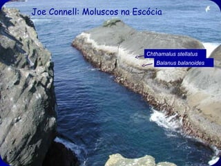 Joe Connell: Moluscos na Escócia

Chthamalus stellatus
Balanus balanoides

 