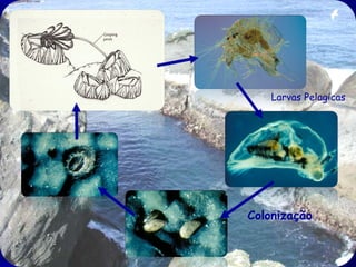 Larvas Pelagicas

Colonização

 