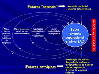 Fatores “naturais”

Populações
mais divididas
por
fragmentação

Maior
variabilidade
demográfica

<

<

Fatores antrópicos

>

> >

>

<

Maior depressão
genética por
endocruzamento

<

Maior
deriva
genética;
menor
habilidade
de
adaptação

•Variação ambiental
•Eventos catastróficos

Baixo
tamanho
populacional
efetivo (Ne)

E
X
T
I
N
Ç
Ã
O

•Destruição de habitat
•Degradação ambiental
•Fragmentação de habitat
•Sobre-exploração
•Efeitos de espécies
exóticas

 