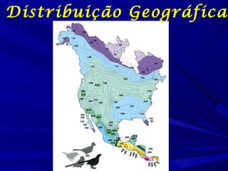 Distribuição Geográfica

 