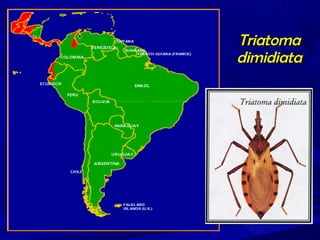 Triatoma
dimidiata

 